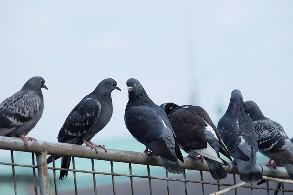 Bird Netting Services in Faridabad