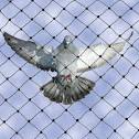 Bird Netting Services In Faridabad
