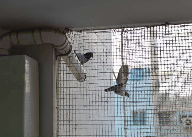 Anti-bird net services