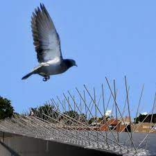 BIRD SPIKES in PUNJABI BAGH