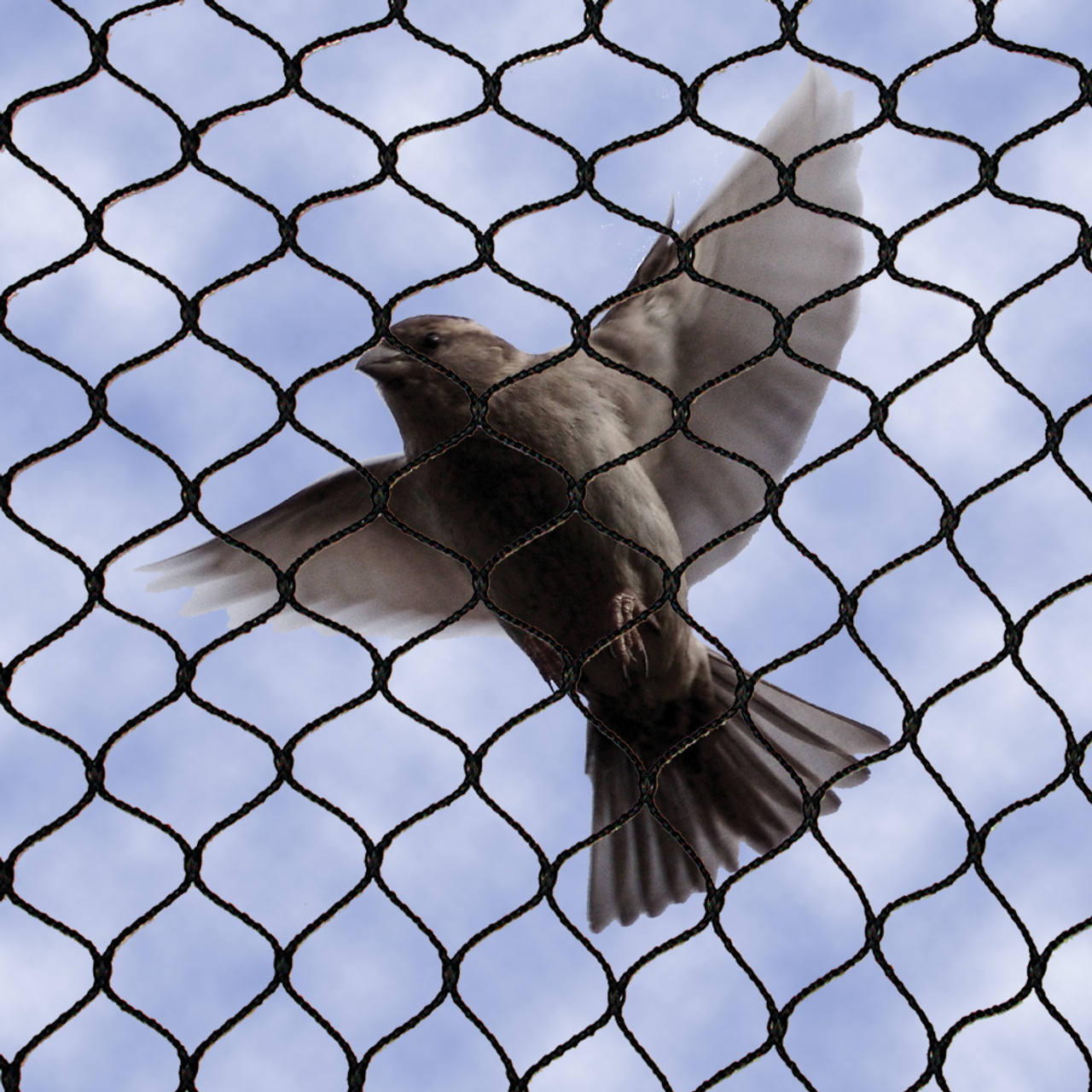 bird netting services